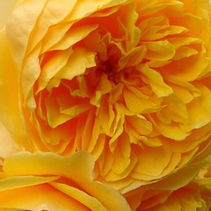 Поръчка на рози - Английски рози - жълт - Pоза Аусмас - интензивен аромат - Дейвид Чарлз Хеншой Остин - -